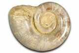 Jurassic Ammonite (Hemilytoceras) Fossil - Madagascar #349156-1